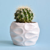 Schoonmoedersstoel - Cactus Echinocactus grusonii - Willemse