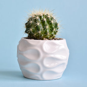 Schoonmoedersstoel - Cactus Echinocactus grusonii - Willemse