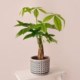 Geldboom Pachira - Pachira aquatica - Willemse