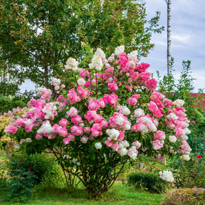 Pluimhortensia 'Vanille Fraise' - Willemse