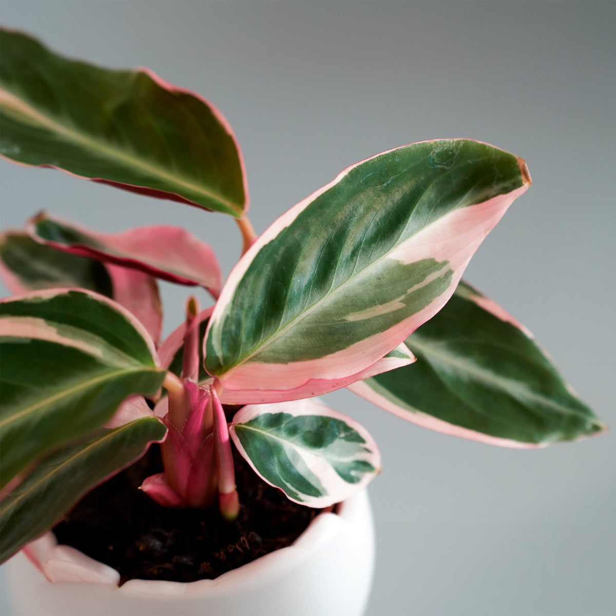 Stromanthe 'Triostar'