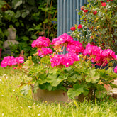 Geranium roze - Pelargonium zonale - Willemse