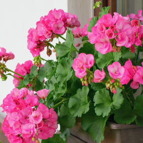 Pelargonium zonale - Geranium roze - Geranium - Pelargonium
