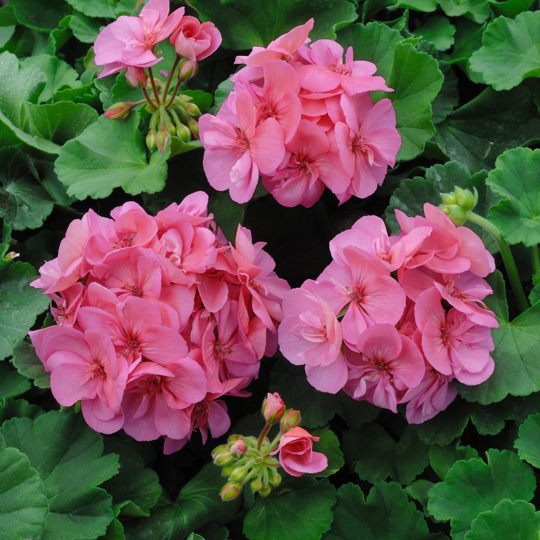 Geranium roze - Willemse