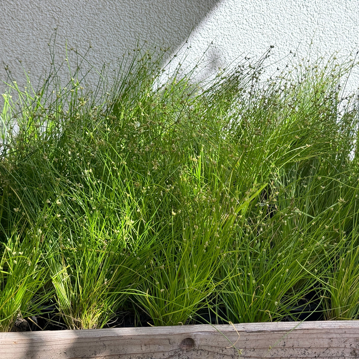 Isolepis cernua - Bent bulrush Willemse vezelgras - Alle vijverplanten