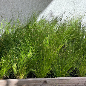 Isolepis cernua - Bent bulrush Willemse vezelgras - Alle vijverplanten