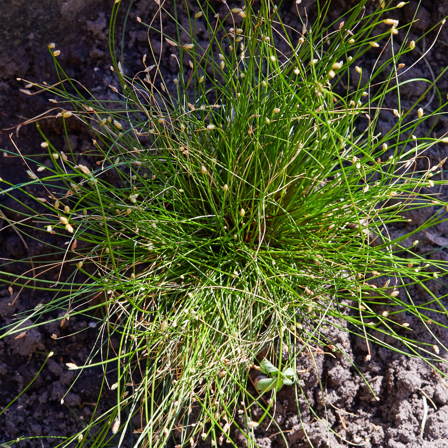 Bent bulrush Willemse vezelgras - Willemse