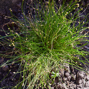 Bent bulrush Willemse vezelgras - Willemse