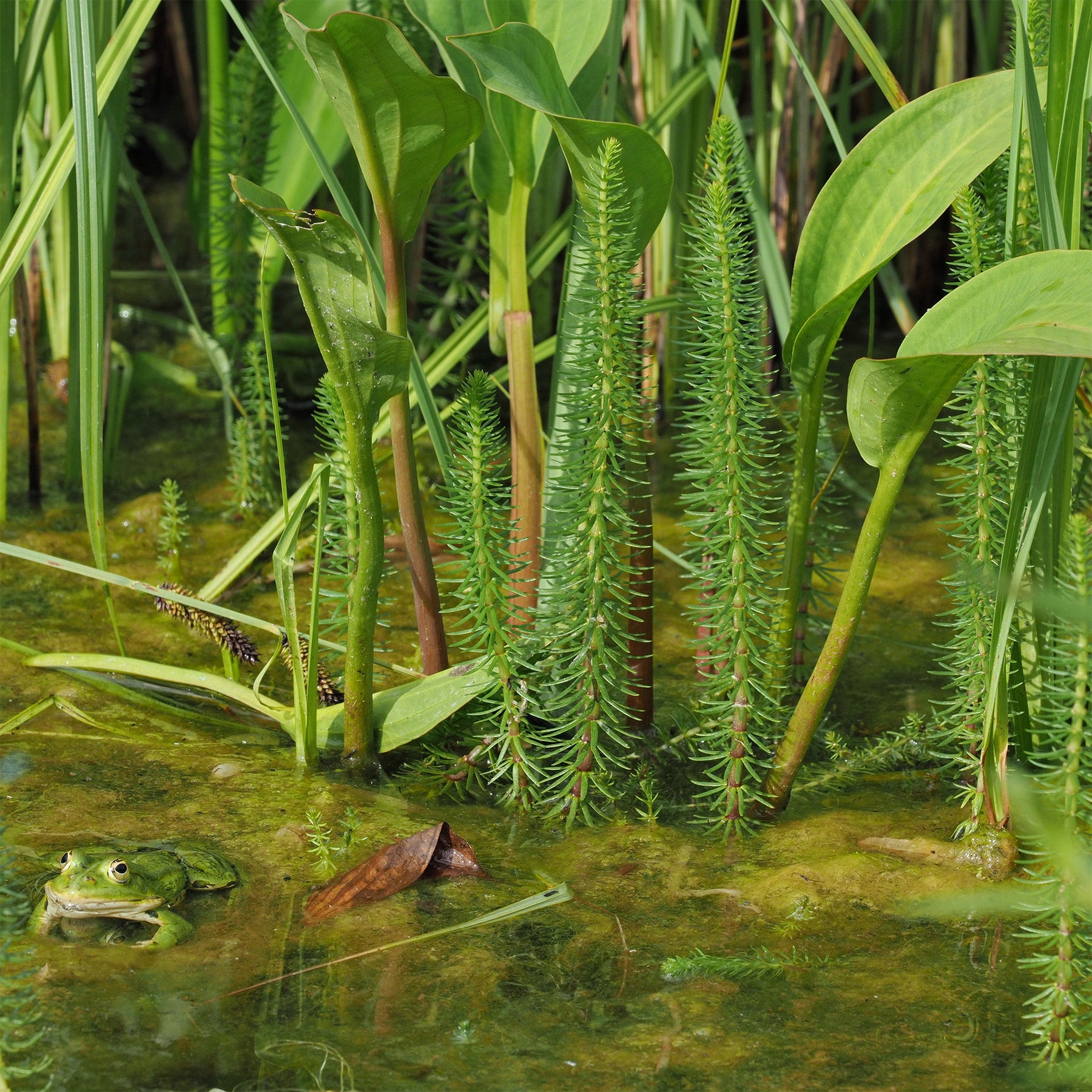 Watermeloen - Hippuris vulgaris - Hippuris vulgaris - Willemse