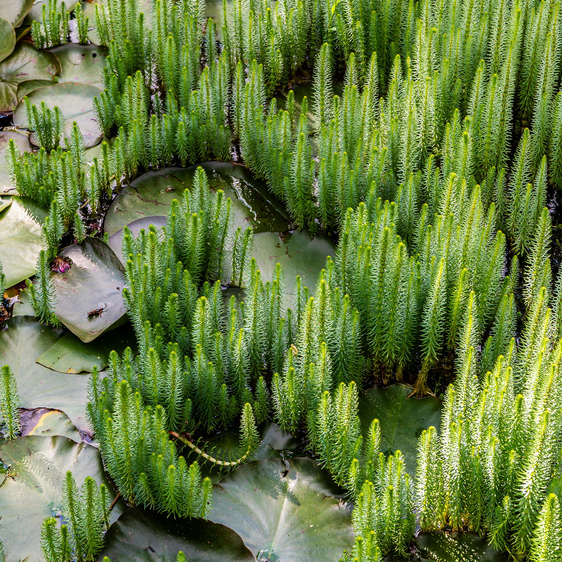 Watermeloen - Hippuris vulgaris - Willemse