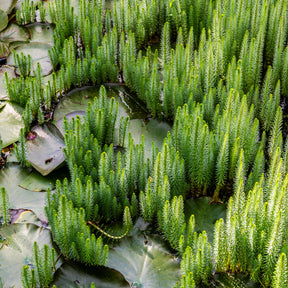 Watermeloen - Hippuris vulgaris - Willemse