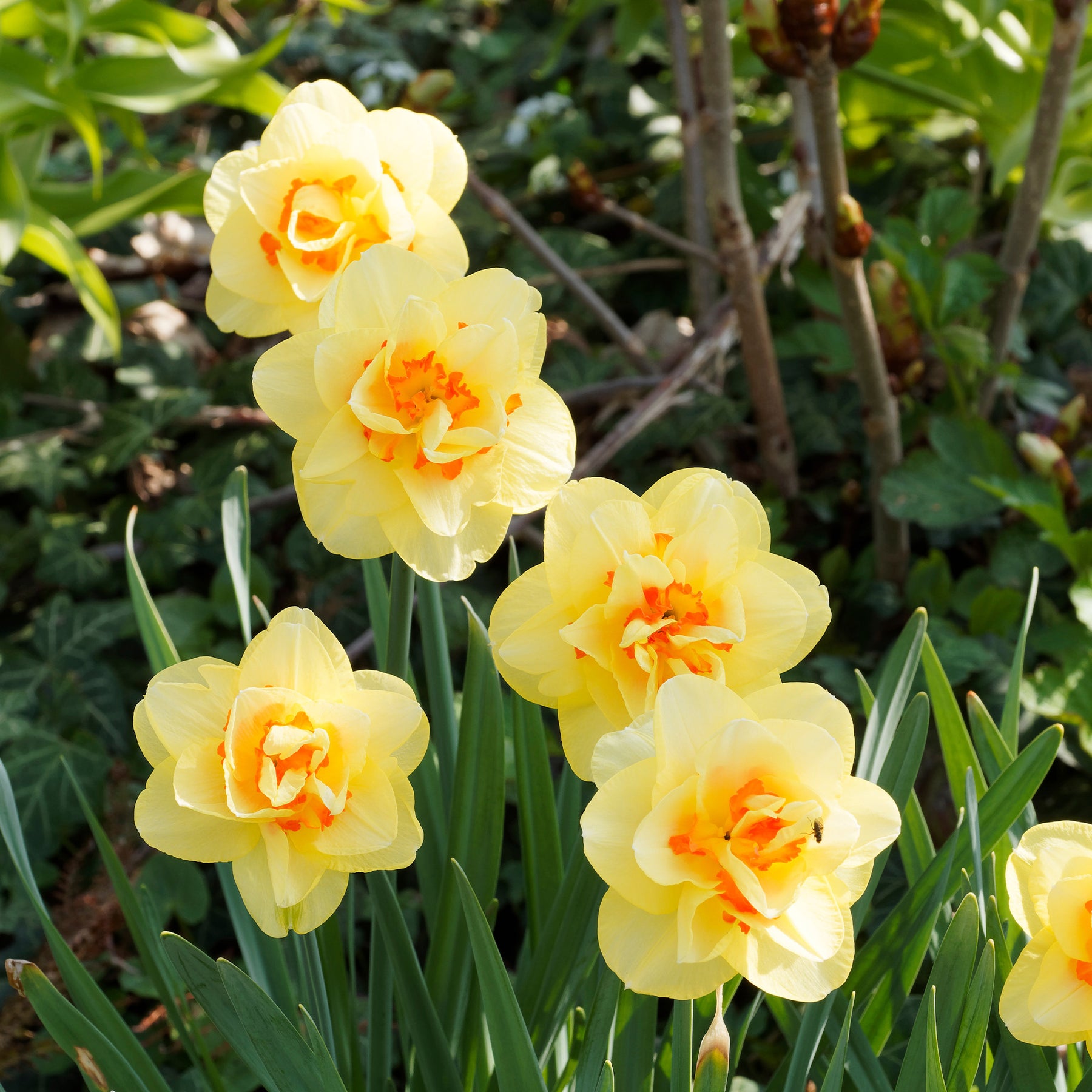 Narcissus - Narcis 'Double Flowers' - Narcissen