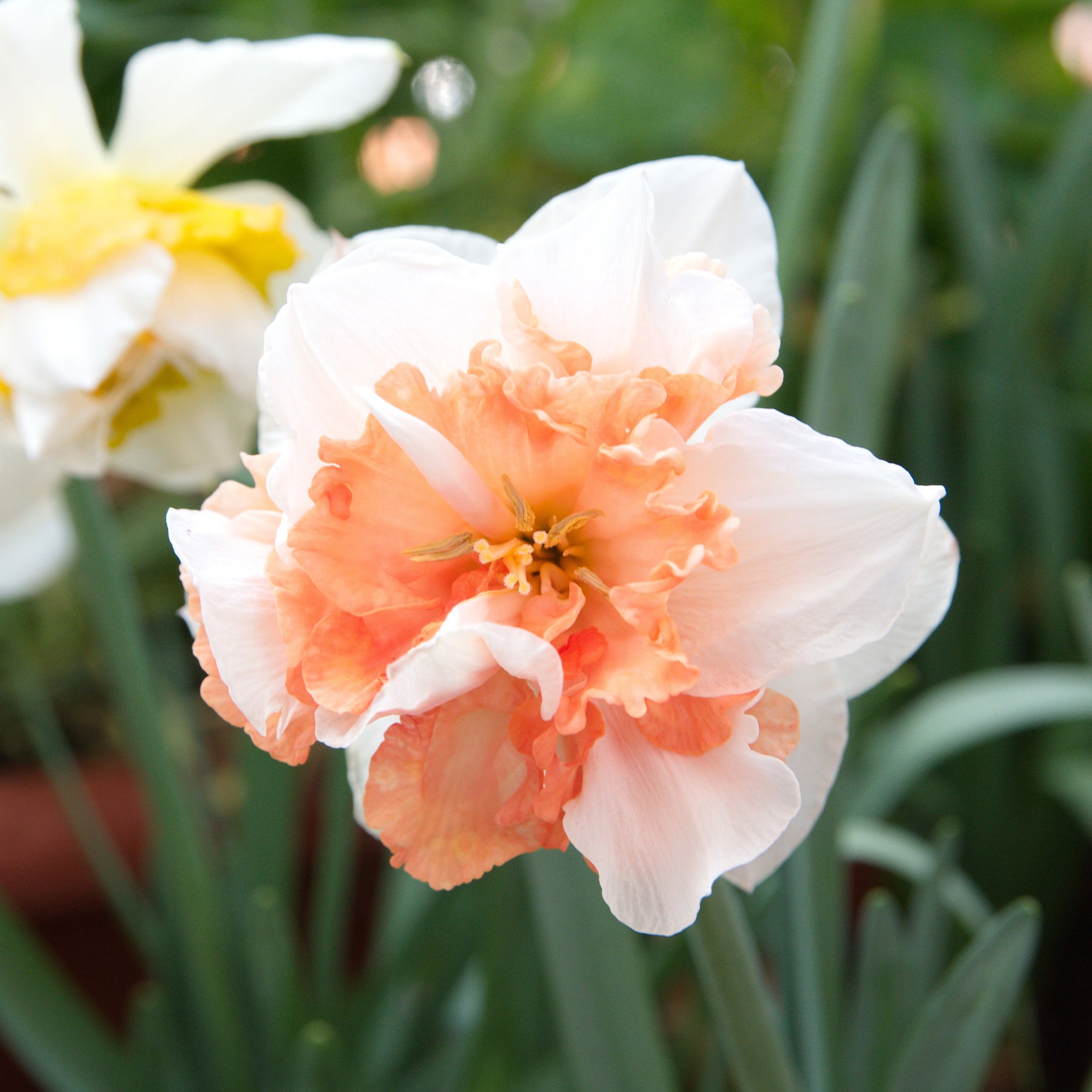 Narcissen - Narcis 'Double Flowers' - Narcissus
