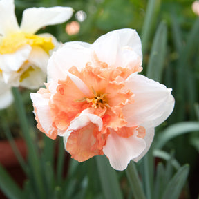 Narcissen - Narcis 'Double Flowers' - Narcissus