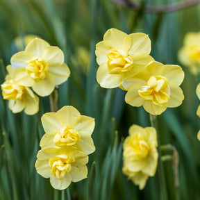Verkoop Narcis 'Double Flowers' - Narcissus