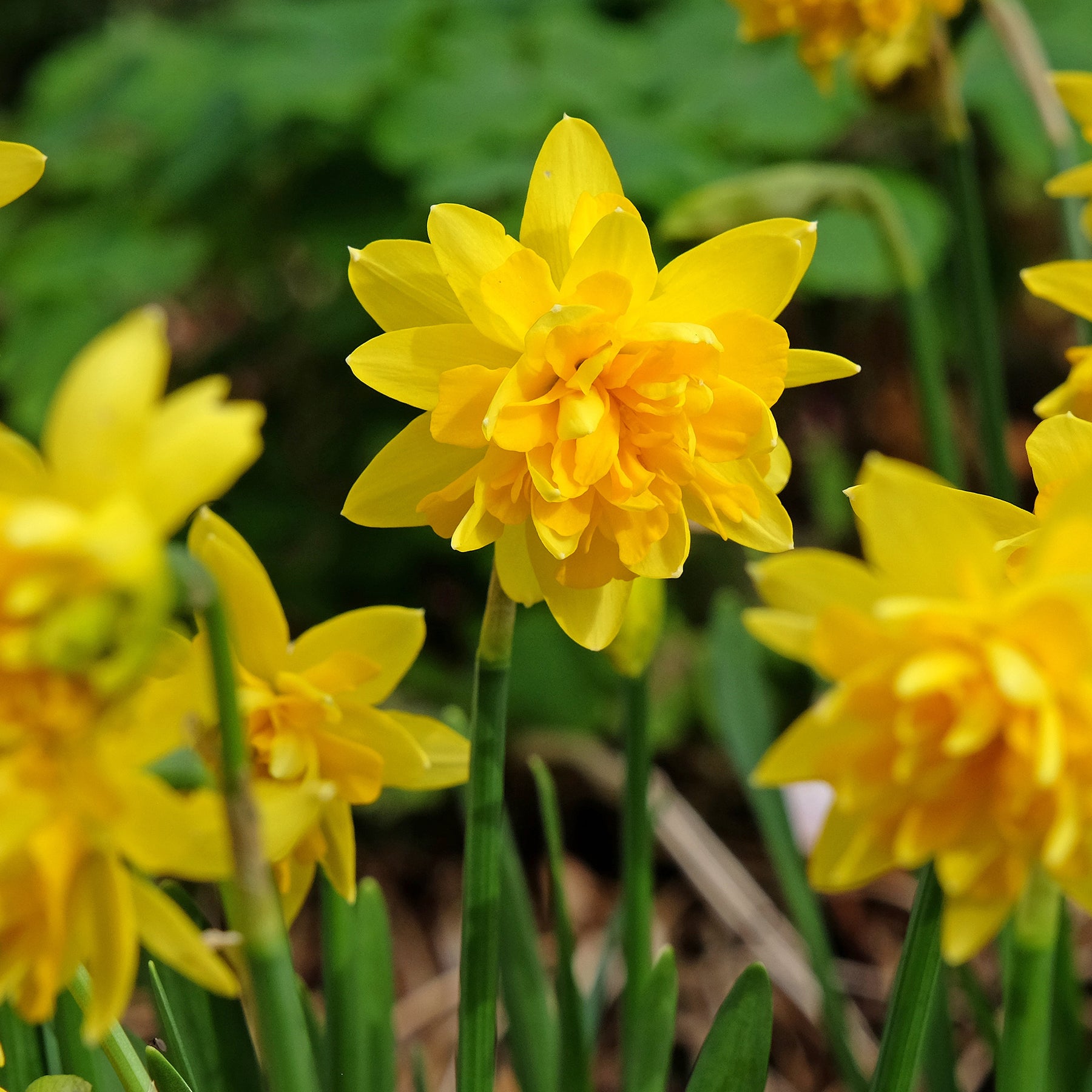 Verkoop Narcis 'Double Flowers'
