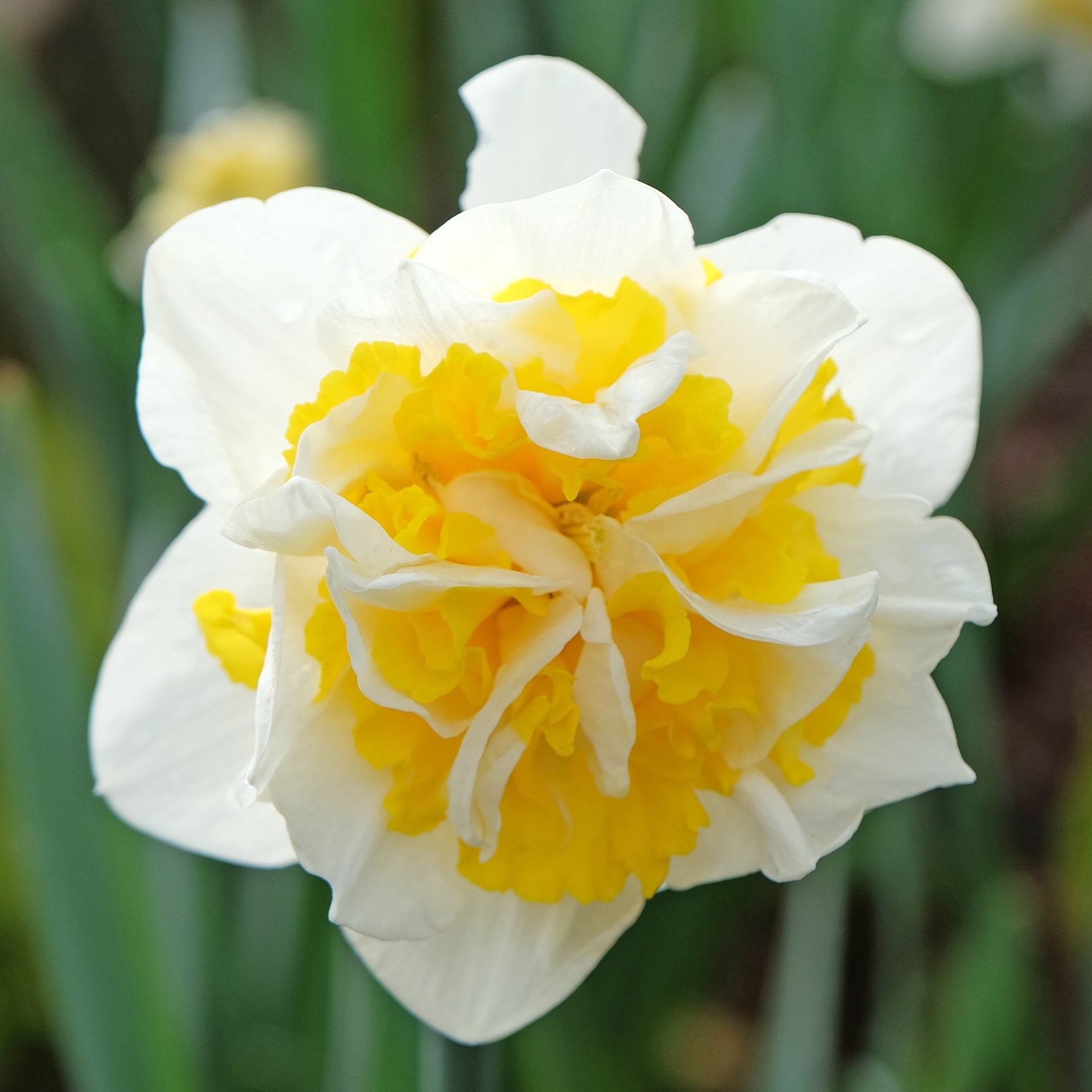 Narcis 'Double Flowers' - Narcissen - Willemse