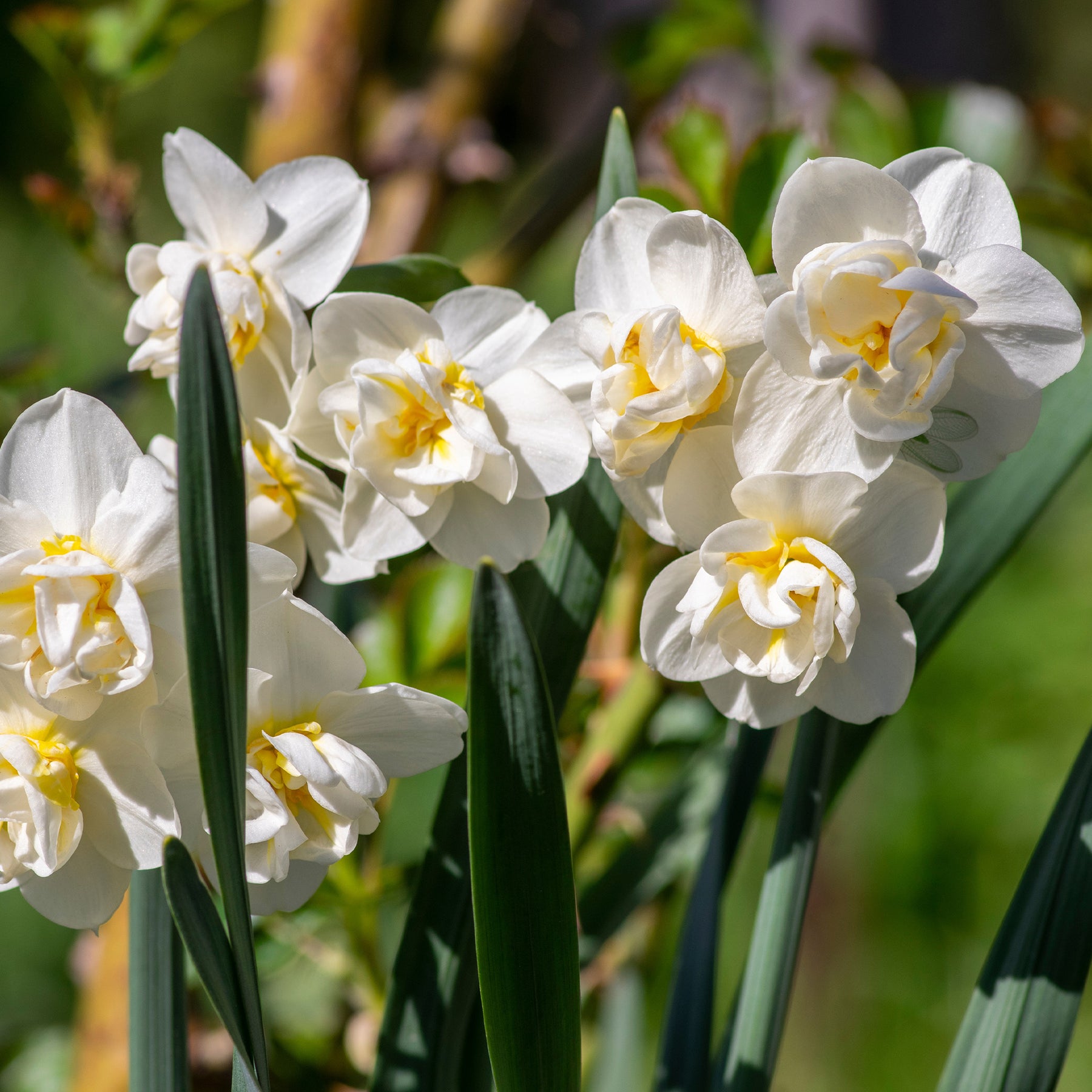 Verkoop Narcis 'Double Flowers' - Narcissen