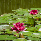 Nymphaea 'Attraction' - Waterlelie attractie - Waterlelies