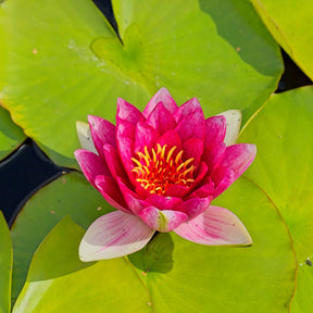 Waterlelie attractie - Willemse