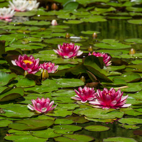 Waterlelie attractie - Nymphaea 'Attraction' - Willemse