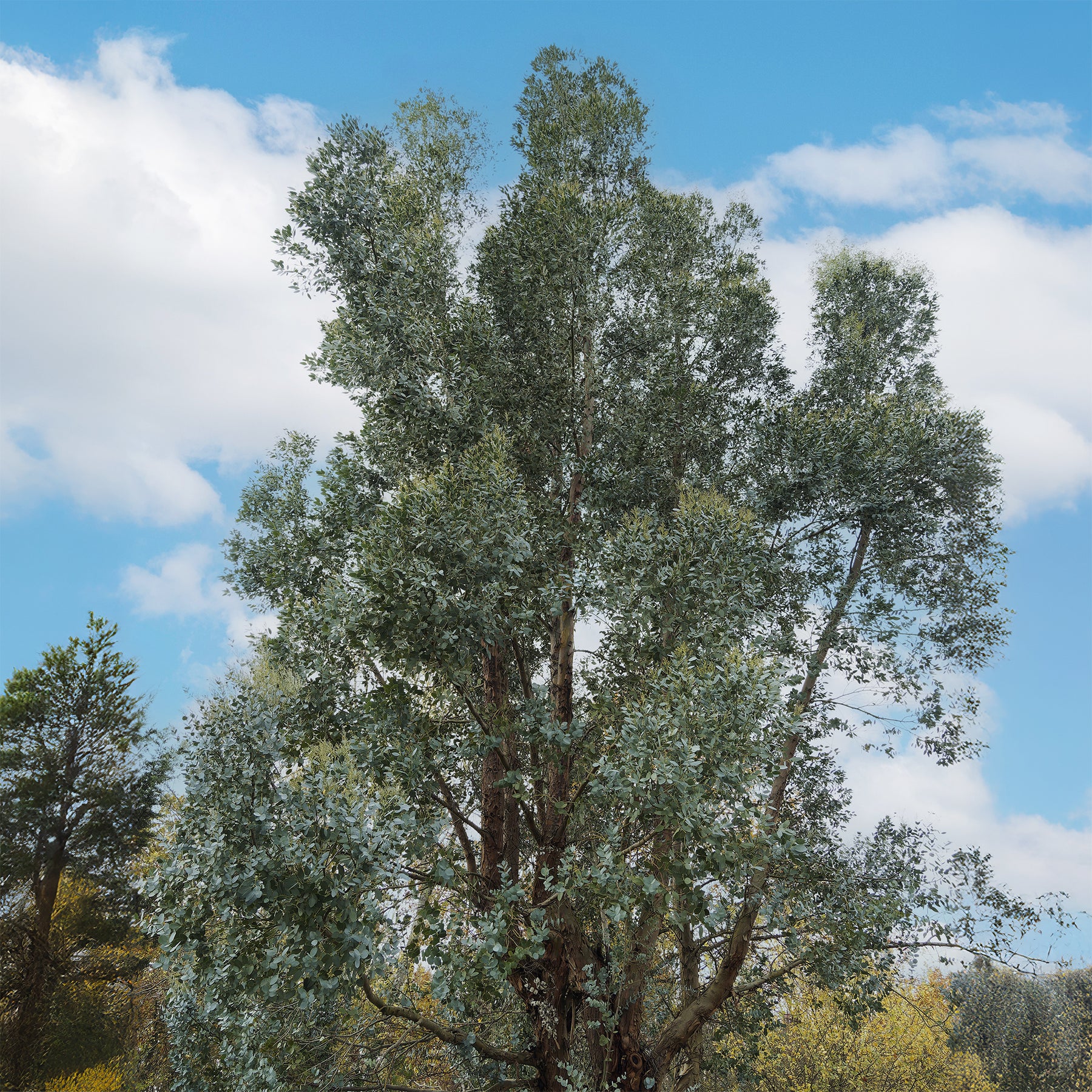Eucalyptus gunnii - Eucalyptus gunnii - Willemse