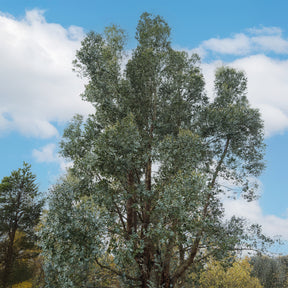 Eucalyptus gunnii - Eucalyptus gunnii - Willemse