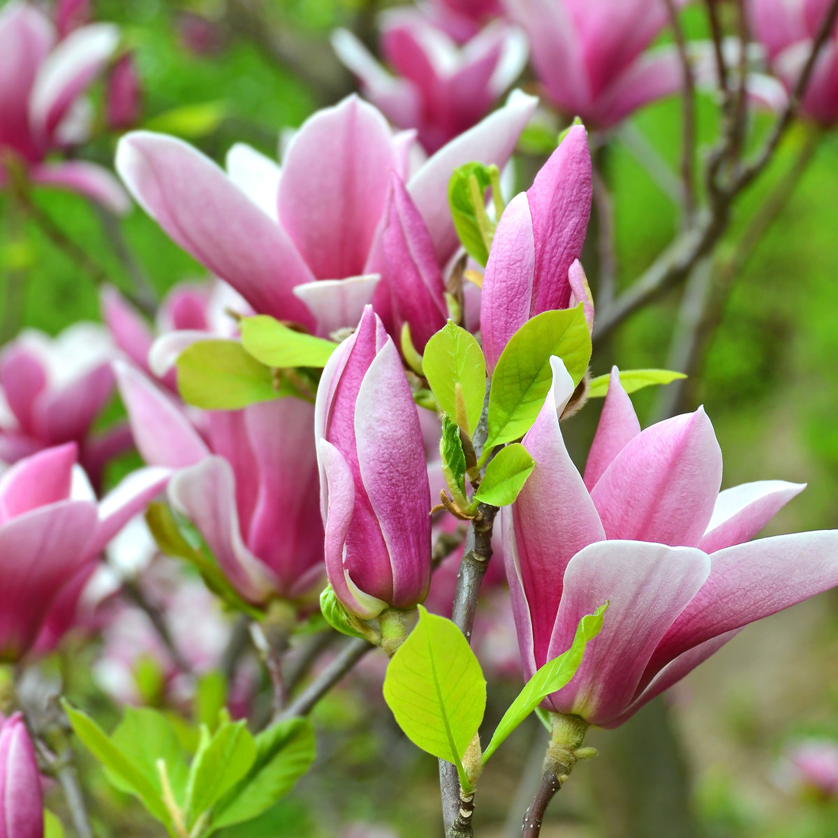 Magnolia