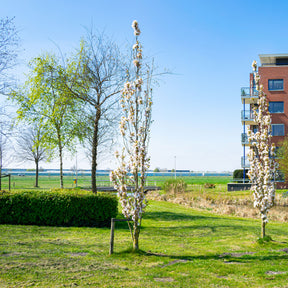 Japanse sierkers 'Amanogawa' - Willemse