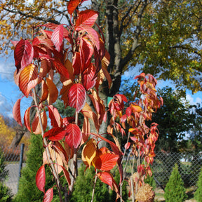 Japanse kersenbloesem - Prunus - Japanse sierkers 'Amanogawa' - Prunus serrulata amanogawa