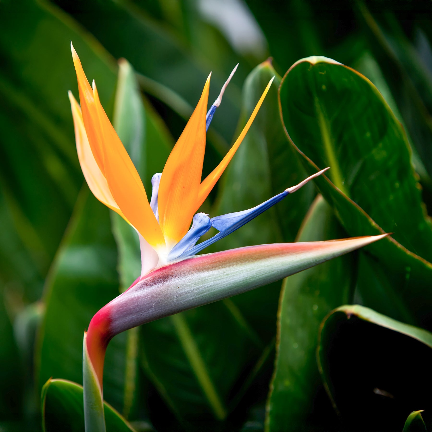 Verkoop Paradijsvogelplant