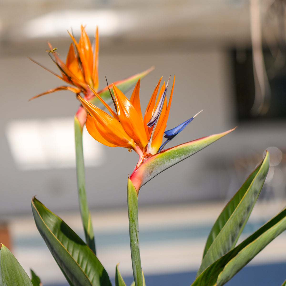 Paradijsvogelplant - Strelitzia reginae humilis - Willemse