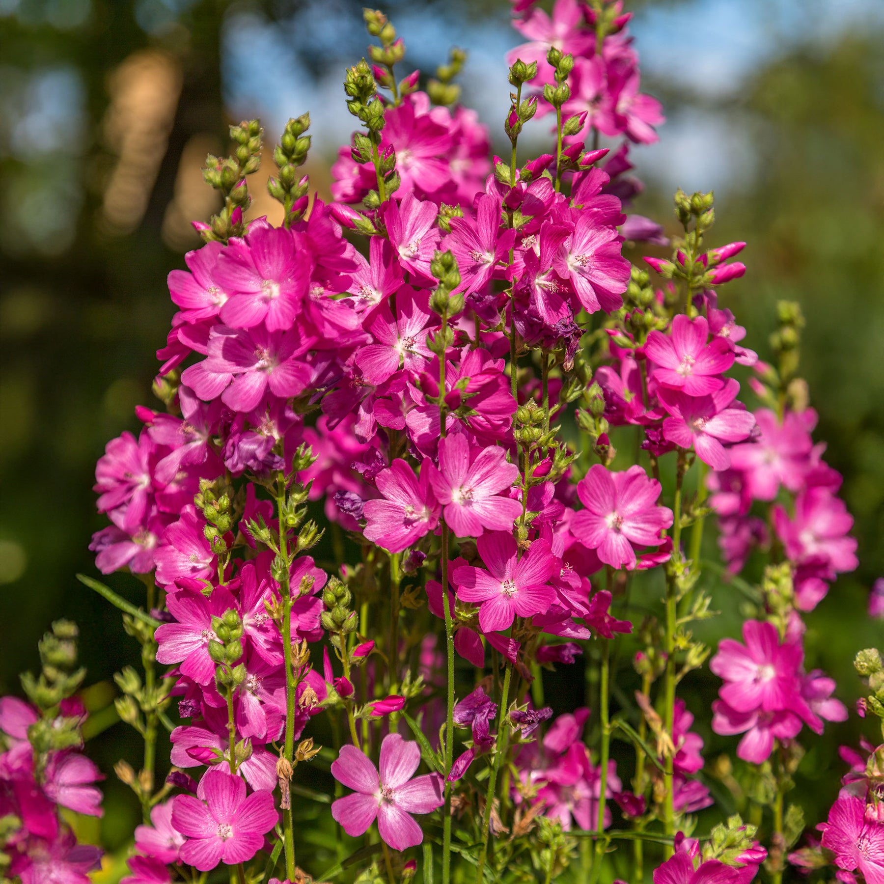 Griekse malva 'Party girl' - Sidalcea oregana Party Girl - Willemse