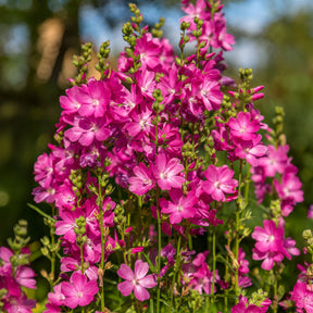 Griekse malva 'Party girl' - Sidalcea oregana Party Girl - Willemse