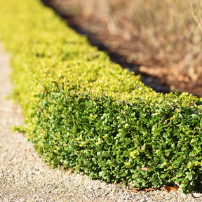 Buxushaag - Buxus sempervirens - Willemse