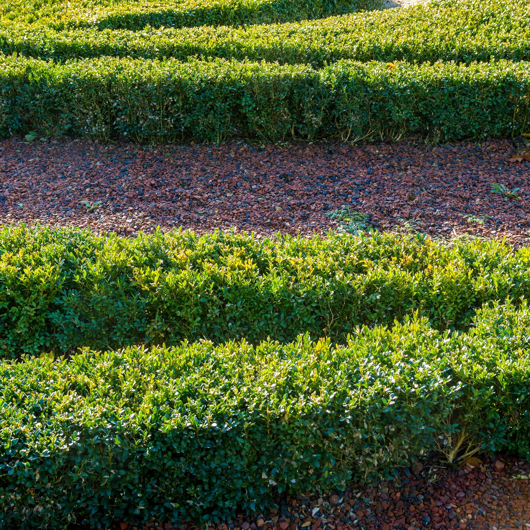 Verkoop Buxus sempervirens - Buxushaag