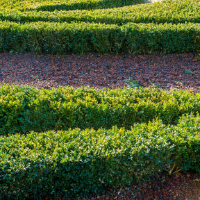 Verkoop Buxus sempervirens - Buxushaag