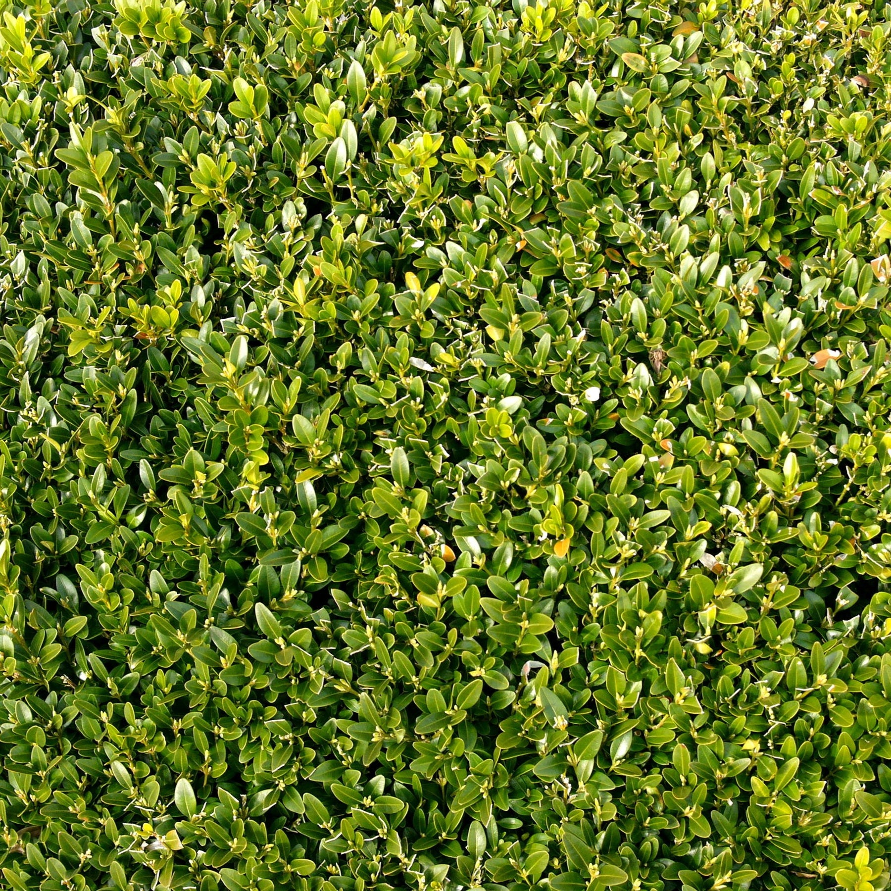 Verkoop Buxushaag - Buxus