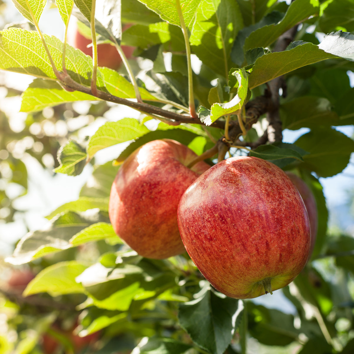 Verkoop Appelboom 'Gala' - Malus domestica Gala