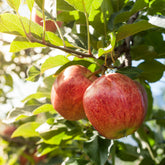 Verkoop Appelboom 'Gala' - Malus domestica Gala