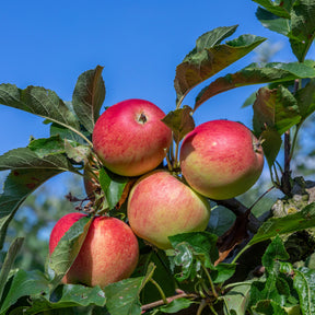 Appelboom 'Gala' - Willemse