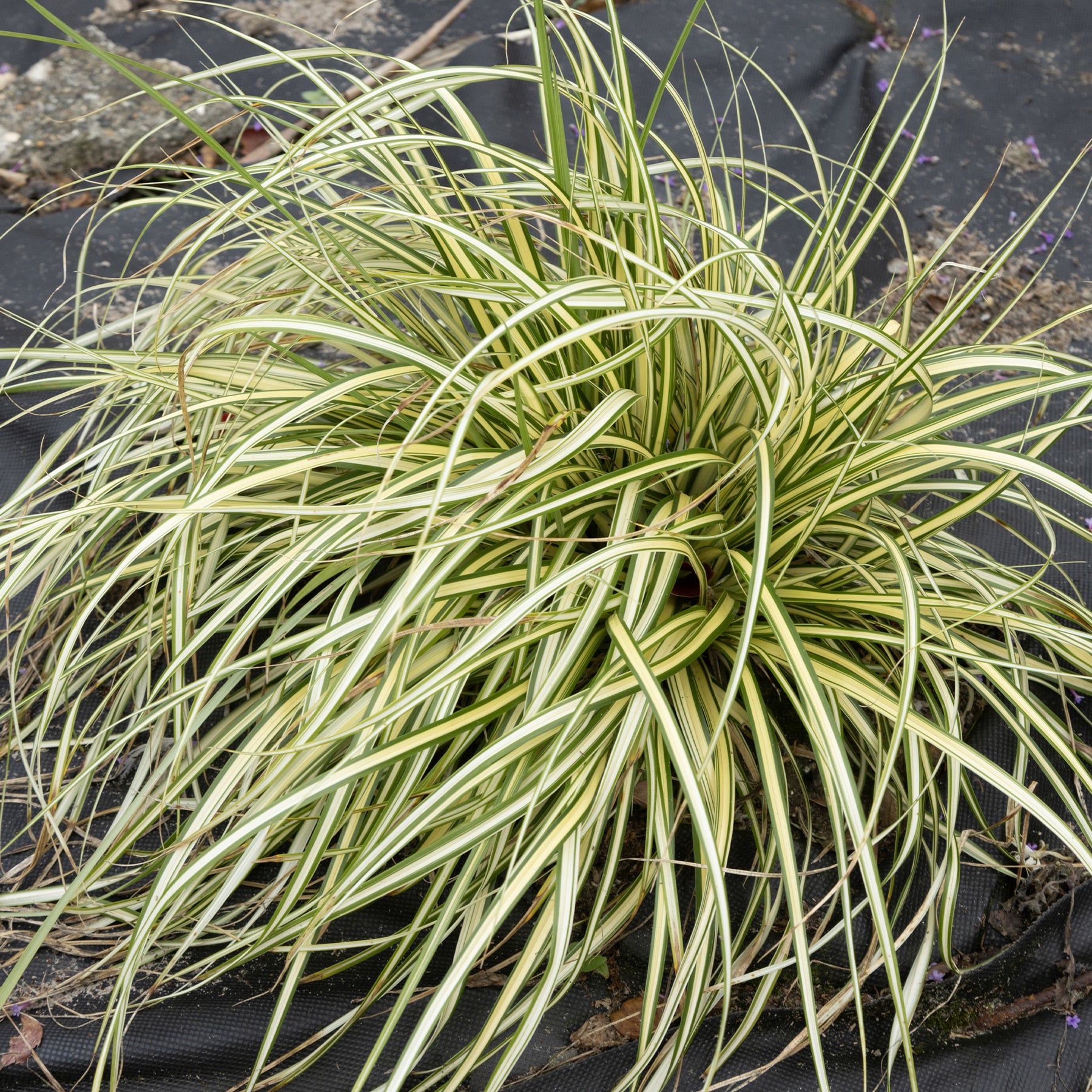 Zegge 'Evergold' - Willemse