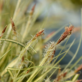 Verkoop Zegge 'Evergold'