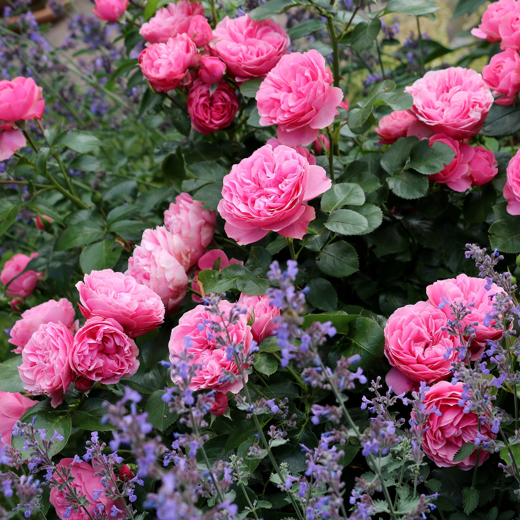Trosroos 'Leonardo da Vinci' - Rosa floribunda Leonardo Da Vinci ® Meideauri - Willemse