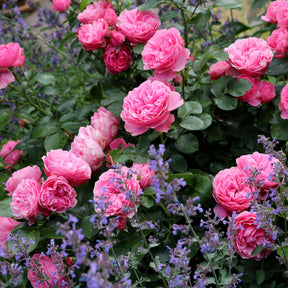 Trosroos 'Leonardo da Vinci' - Rosa floribunda Leonardo Da Vinci ® Meideauri - Willemse