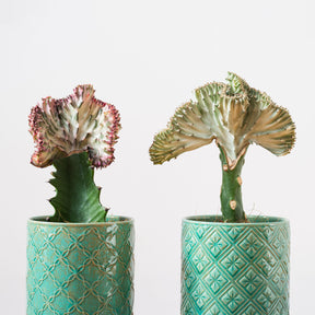 Kandelaarsplant 'Cristata' - Euphorbia lactea Cristata - Willemse