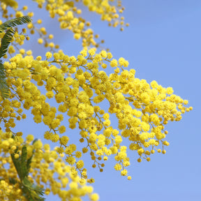 Mimosa - Acacia dealbata - Willemse