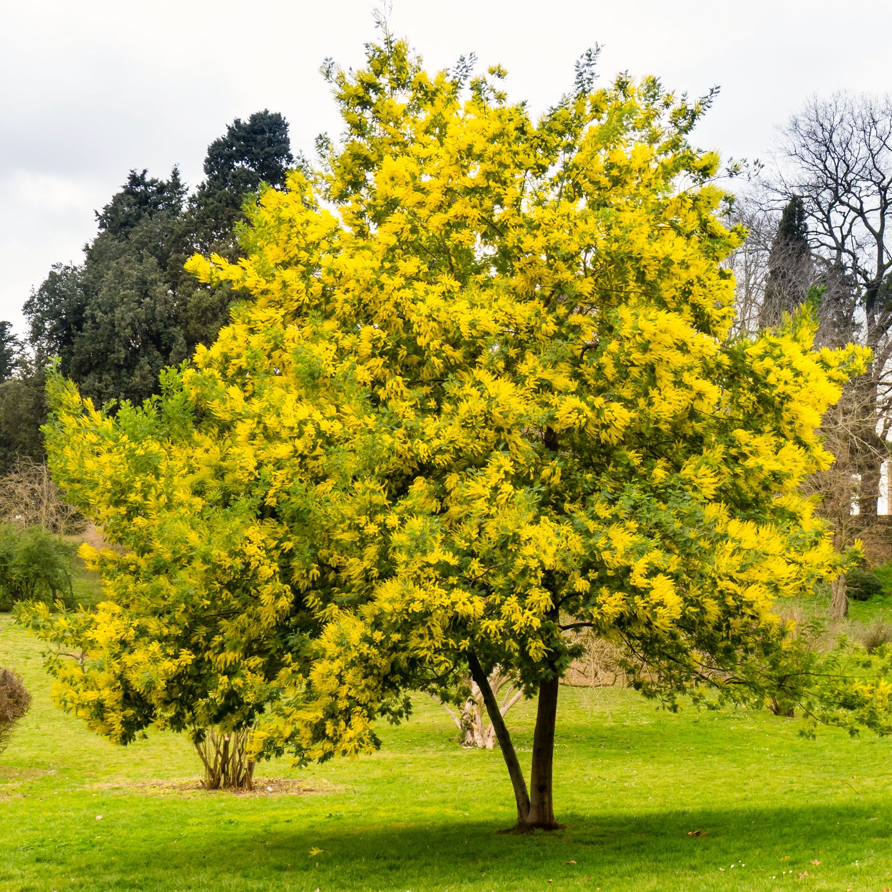 Acacia dealbata - Mimosa - Balkon- en terrasplanten voor pot en bak