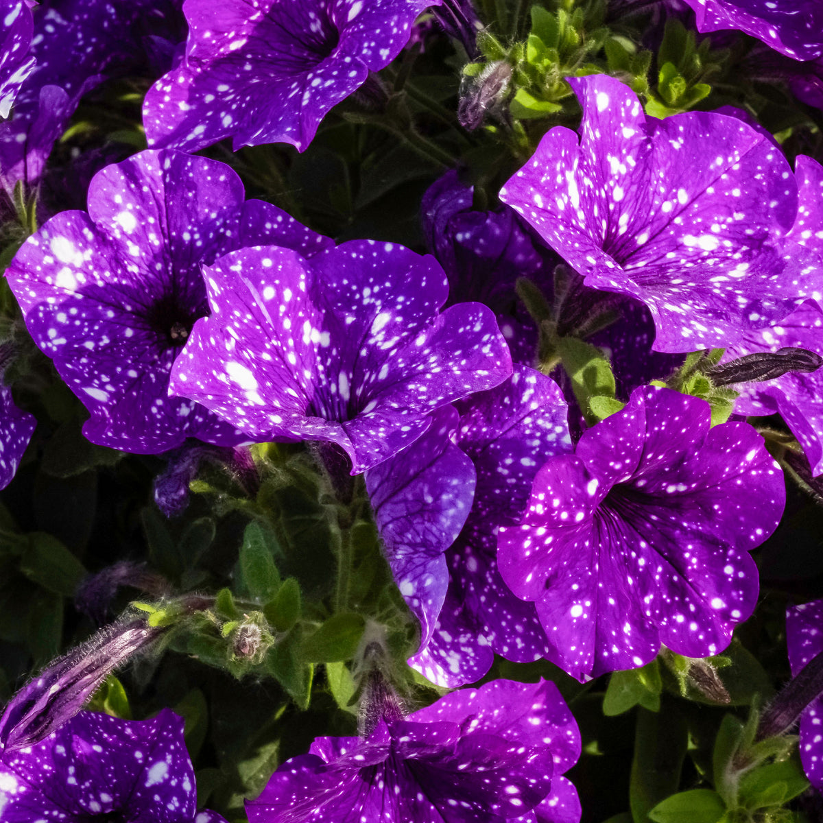 Petunia 'Night Sky'® (x3) - Petunia Nightsky - Willemse