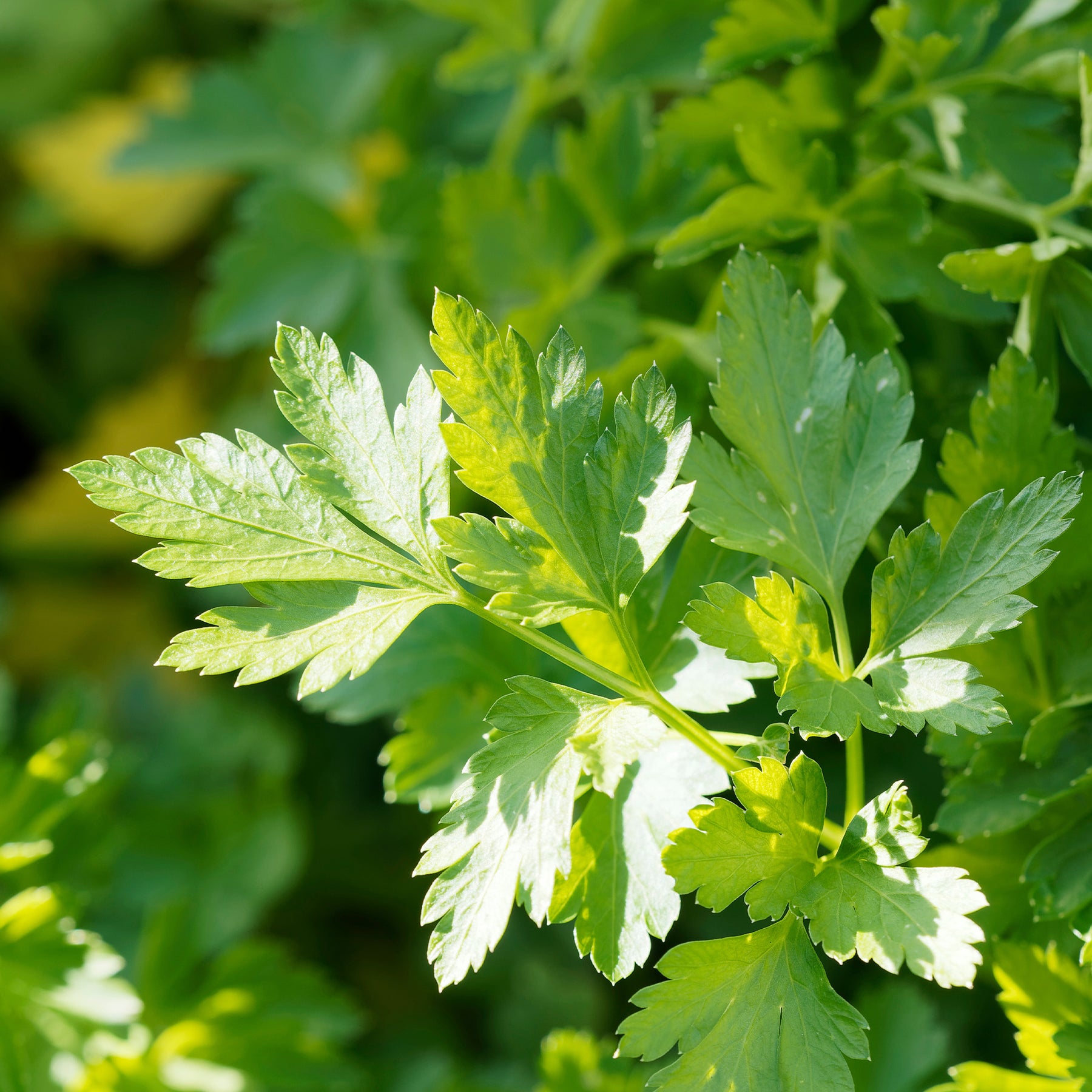 Petroselinum crispum Commun 2 - Gewone Peterselie Commun 2 - Peterselie